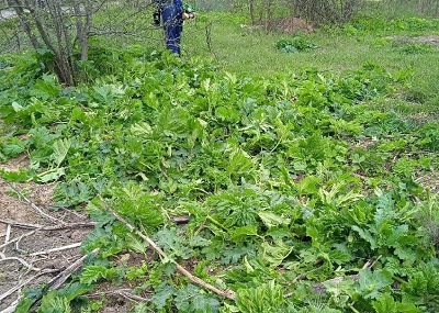 Около 250 га борщевика Сосновского скошено в подмосковных лесах