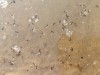 Почему пляжи в Коломне были усеяны мелкими насекомыми?