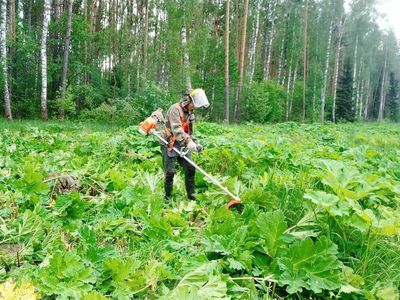Работы по скашиванию борщевика в подмосковных лесах завершены на 80%