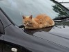 Кошки под капотом: коломенских автомобилистов призвали быть внимательнее