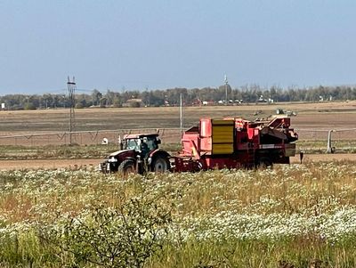 На 81% выполнен план по сбору зерновых и зернобобовых культур в Подмосковье