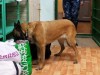 В коломенском СИЗО служебная собака обнаружила сигареты с наркотиком