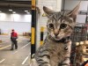 В Подмосковье ищут хозяина котенка, который забрался в фуру и оказался на складе в Коломне