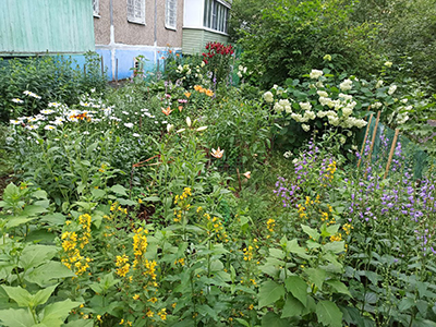 Какие цветы запретили выращивать садоводам в России