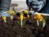 Желтые крокусы высадили у администрации Коломны в память о жертвах теракта