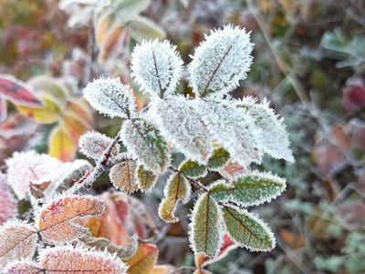 Похолодание до -5°C и снег обещают в Подмосковье на этой неделе