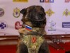 Служебным собакам будут вручать ведомственные награды