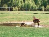 Два олененка появились на свет в коломенском зоопарке