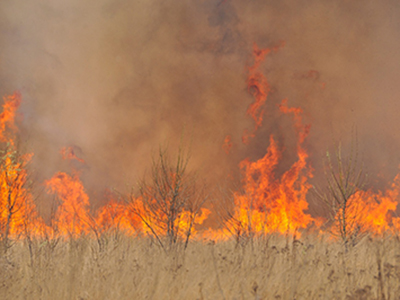 60 000 рублей заплатит собственник участка за лесной пожар