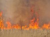 60 000 рублей заплатит собственник участка за лесной пожар