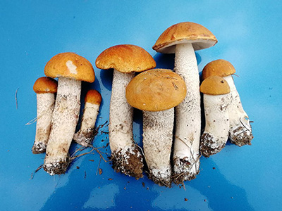 В Подмосковье начался сезон летних грибов