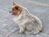 Более 5000 бездомных собак отловили в Подмосковье