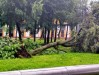 Ураганный ветер в Коломне вырывал деревья с корнем