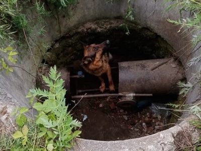 Собака провалилась в колодец в Коломне