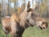 Водителей в Подмосковье предупреждают о возможном выходе лосей на дороги