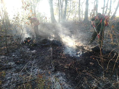 Лесной пожар ликвидировали в Луховицах