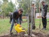 Липы и клены высадили в коломенском парке Мира