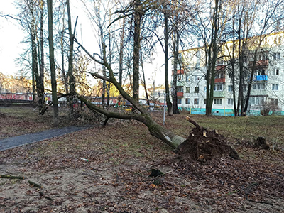 Ураганный ветер повалил деревья и дорожные знаки в Коломне