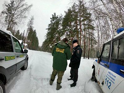 В коломенских лесах продолжается операция «Елочка»