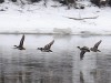 Жителей Коломны и Озер приглашают подсчитать зимующих водоплавающих птиц