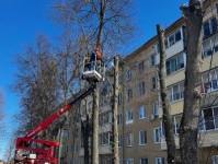 Омолаживающую обрезку деревьев проводят в Коломне